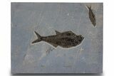 Multiple Fossil Fish (Diplomystus & Knightia) - Wall Mount #299812-1